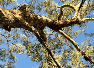 WA Election: The Swing after the Avalanche